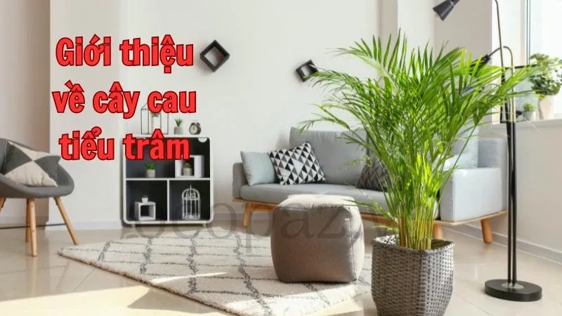 Giới thiệu về cây cau tiểu trâm