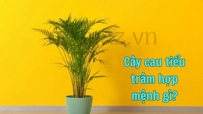 Cây cau tiểu trâm hợp mệnh gì?