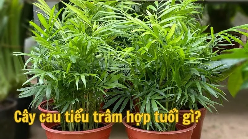 Cây cau tiểu trâm hợp tuổi gì?