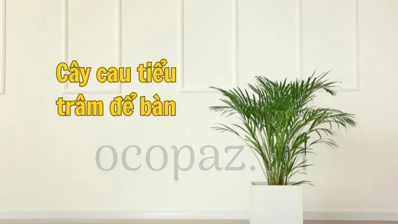 Cây cau tiểu trâm để bàn