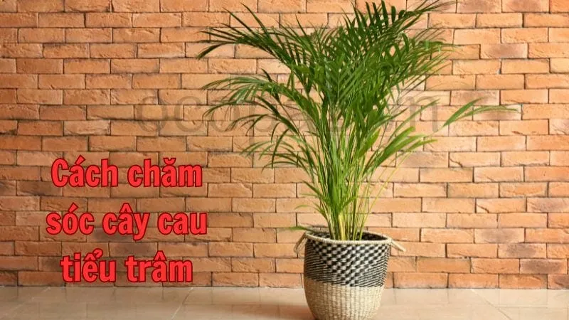 Cách chăm sóc cây cau tiểu trâm