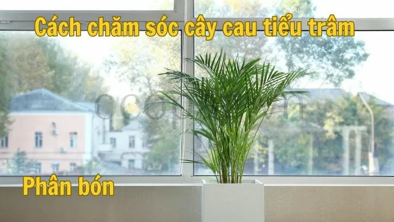 Hướng dẫn chăm sóc cây cau tiểu trâm 