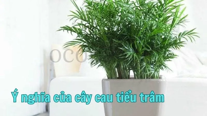 Ý nghĩa của cây cau tiểu trâm