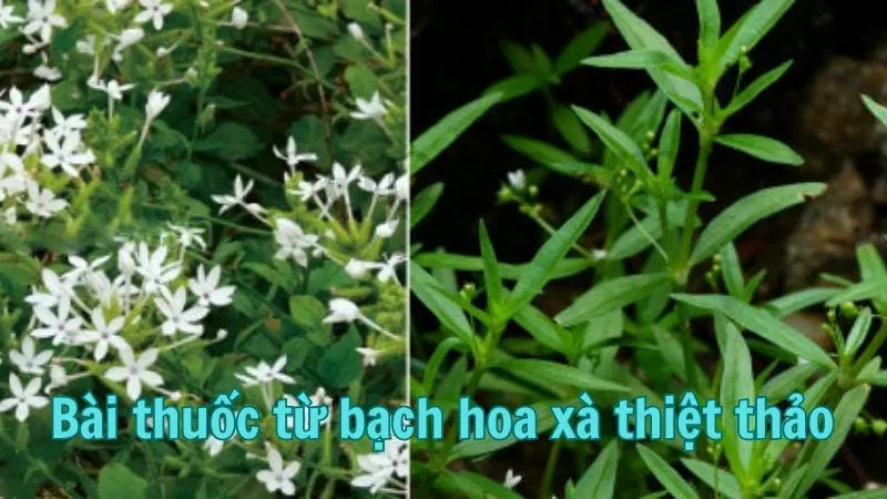 Bài thuốc từ bạch hoa xà thiệt thảo