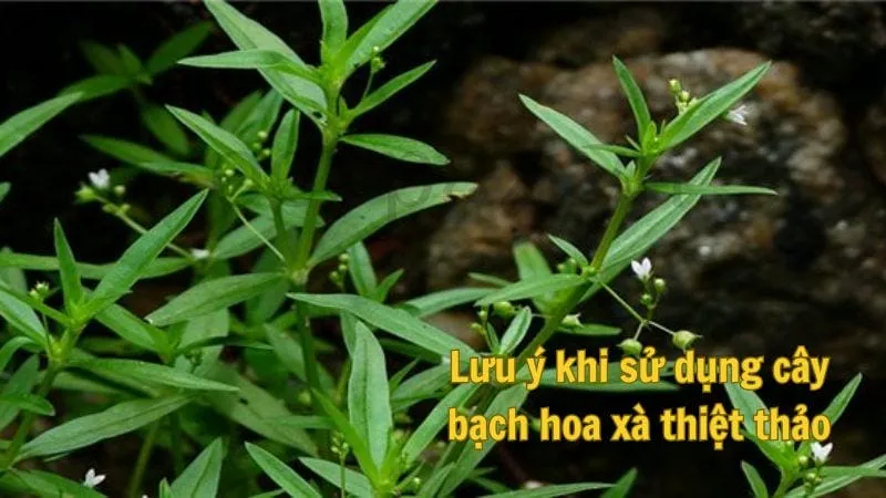 Lưu ý khi sử dụng cây bạch hoa xà thiệt thảo