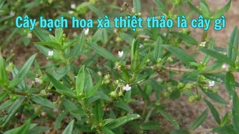 Cây bạch hoa xà thiệt thảo là cây gì