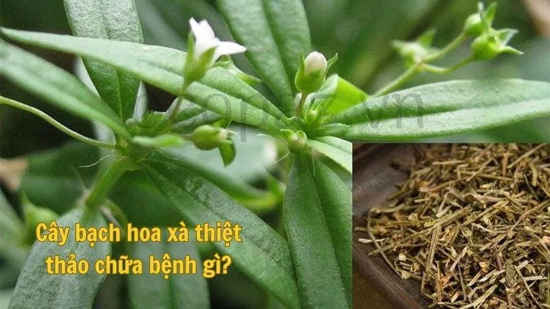 Cây bạch hoa xà thiệt thảo chữa bệnh gì?