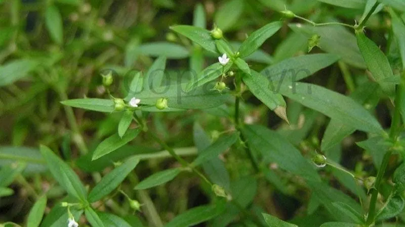 Cây bạch hoa xà thiệt thảo - Dược liệu quý giá 