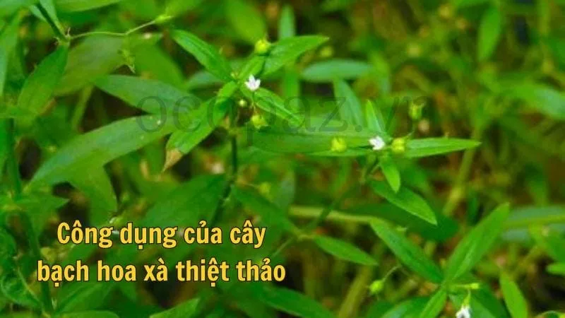 Công dụng của cây bạch hoa xà thiệt thảo