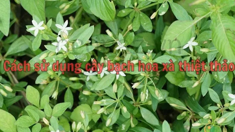 Cách sử dụng cây bạch hoa xà thiệt thảo