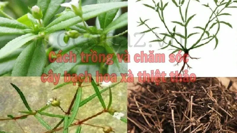 Cách trồng và chăm sóc cây bạch hoa xà thiệt thảo