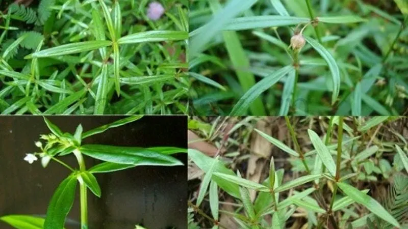 Chăm sóc cây bạch hoa xà thiệt thảo