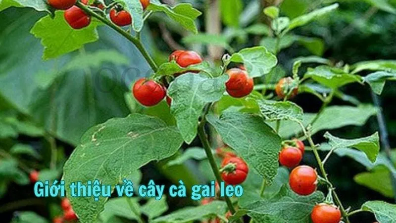 Giới thiệu về cây cà gai leo