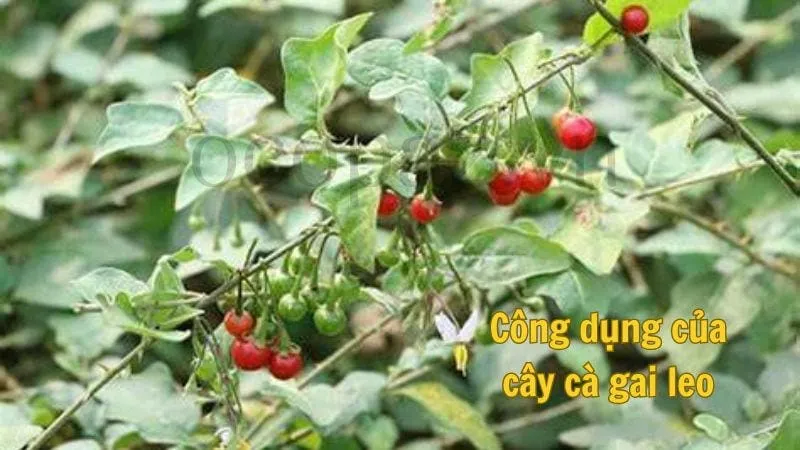 Công dụng của cây cà gai leo