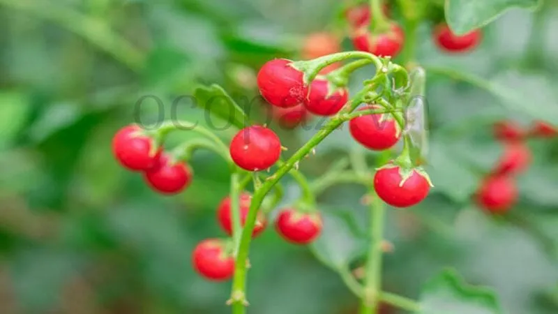 Hỗ trợ tiêu hóa