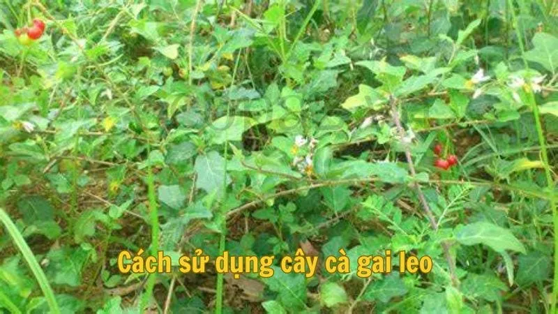 Cách sử dụng cây cà gai leo