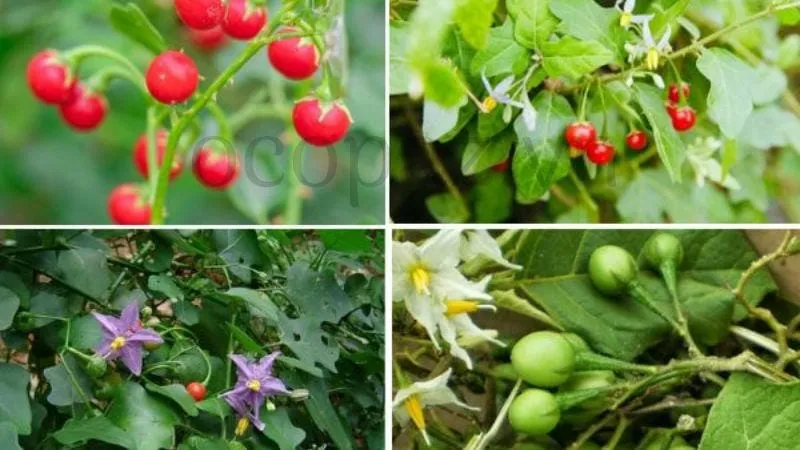 Công dụng và cách trồng cây cà gai leo hiệu quả 