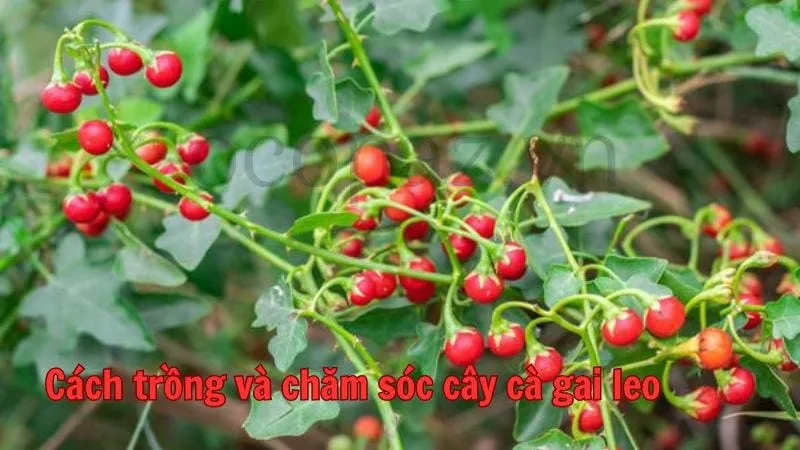 Cách trồng và chăm sóc cây cà gai leo