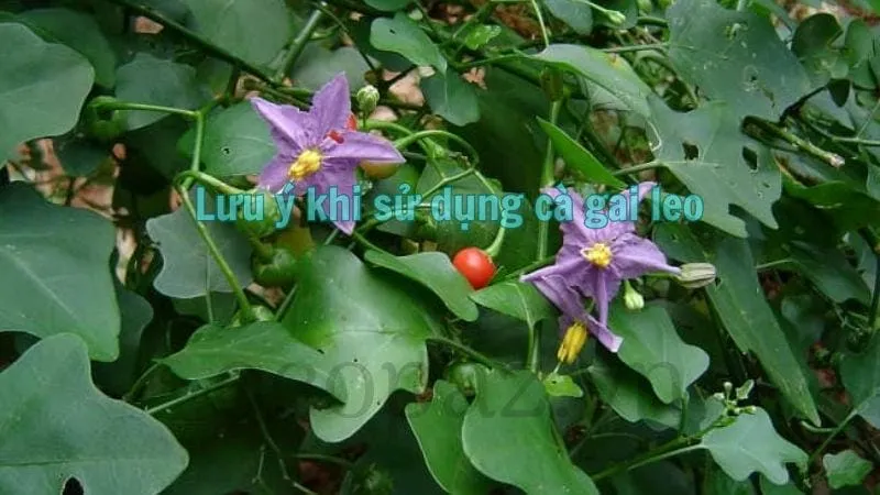 Lưu ý khi sử dụng cà gai leo