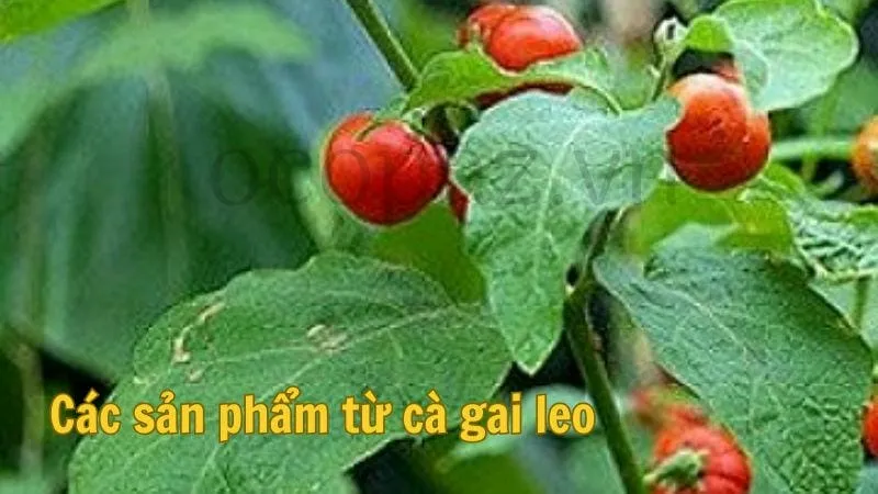 Các sản phẩm từ cà gai leo