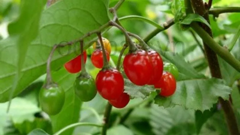 Dạng thuốc làm từ cây cà gai leo