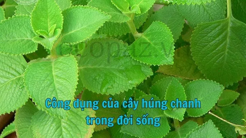 Công dụng của cây húng chanh trong đời sống