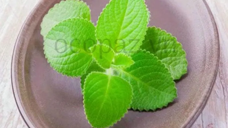 Cách trồng và chăm sóc cây húng chanh