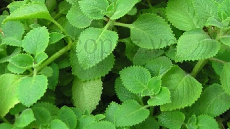 Cách trồng cây húng chanh