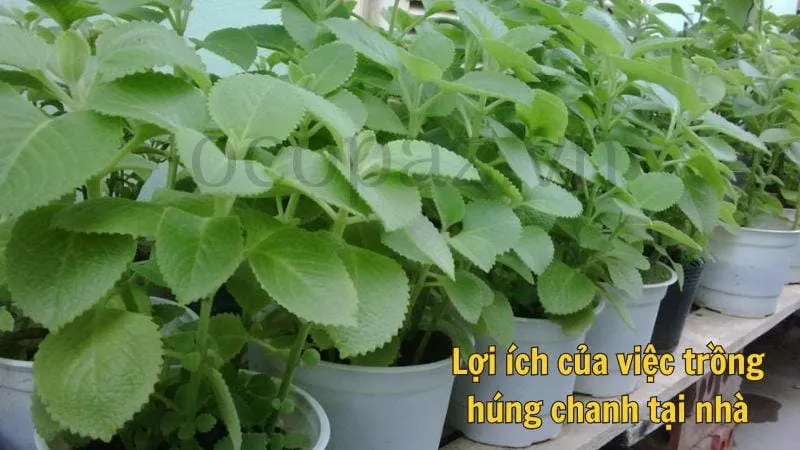 Lợi ích của việc trồng húng chanh tại nhà