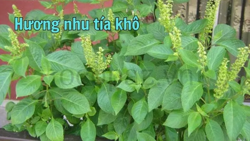 Hương nhu tía khô