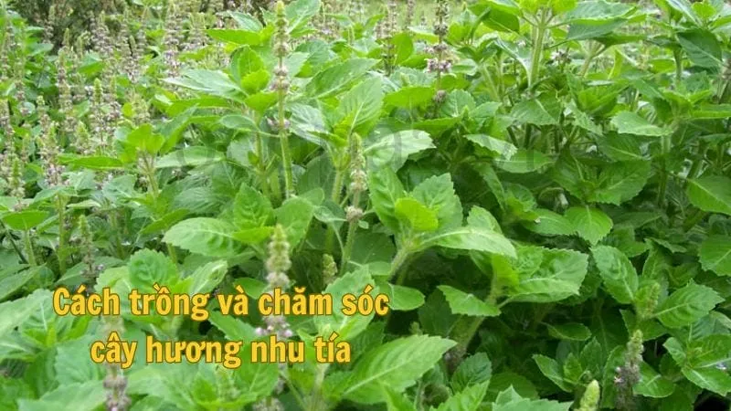 Cách trồng và chăm sóc cây hương nhu tía