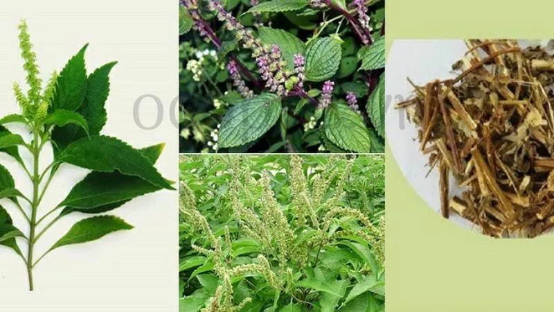 Cách trồng cây hương nhu tía