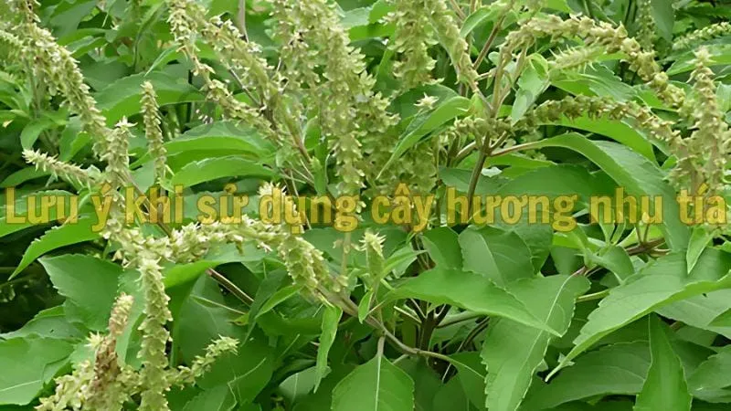 Lưu ý khi sử dụng cây hương nhu tía