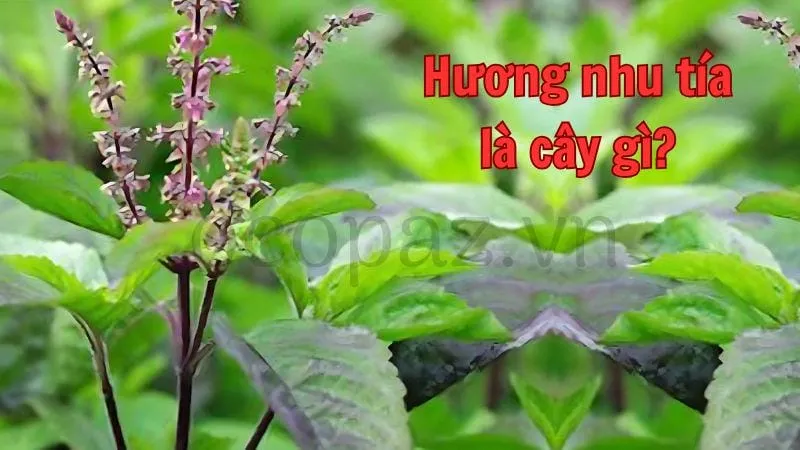 Hương nhu tía là cây gì?