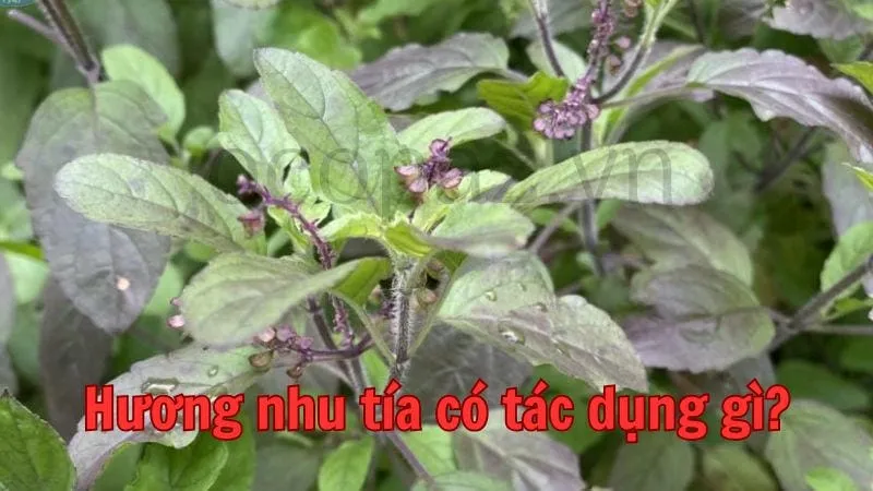 Cây hương nhu tía - Tác dụng chữa bệnh và cách sử dụng hiệu quả 3