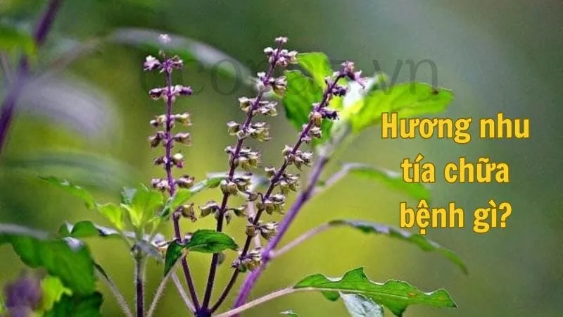 Hương nhu tía chữa bệnh gì?