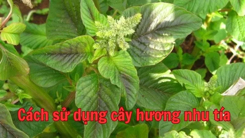 Cách sử dụng cây hương nhu tía