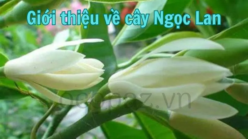 Giới thiệu về cây Ngọc Lan