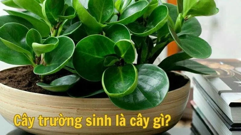 Cây trường sinh là cây gì?