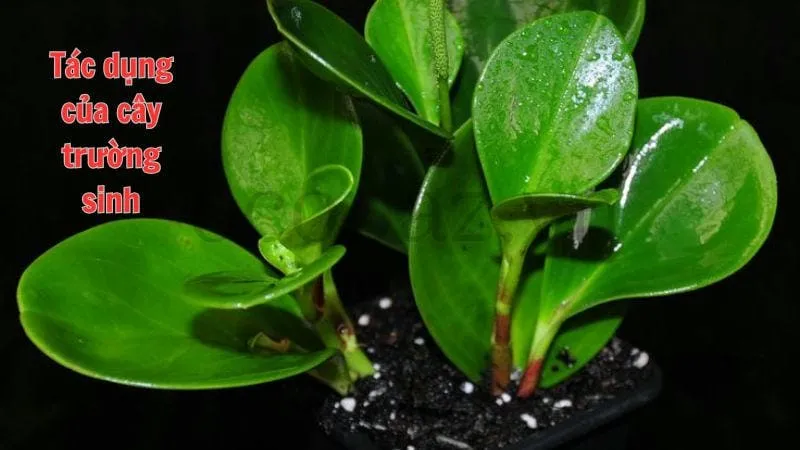 Tác dụng của cây trường sinh