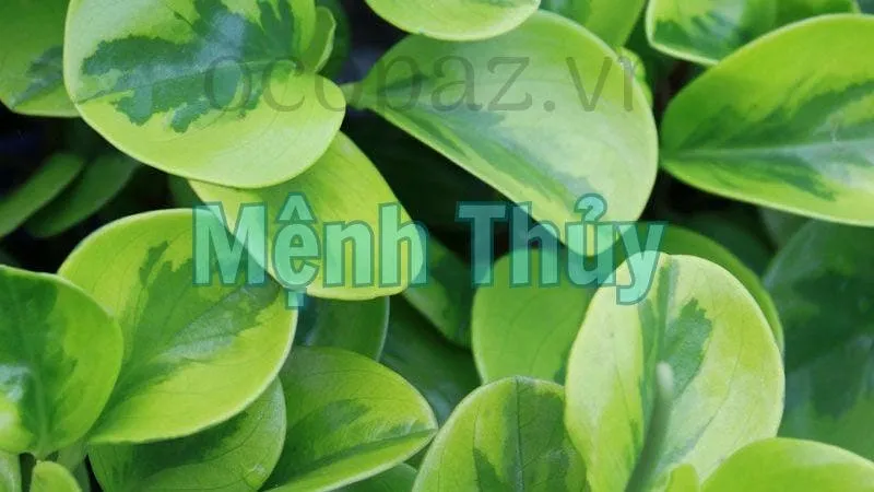  Cây trường sinh hợp mệnh nào?