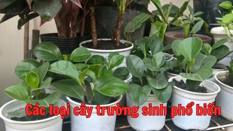 Các loại cây trường sinh phổ biến