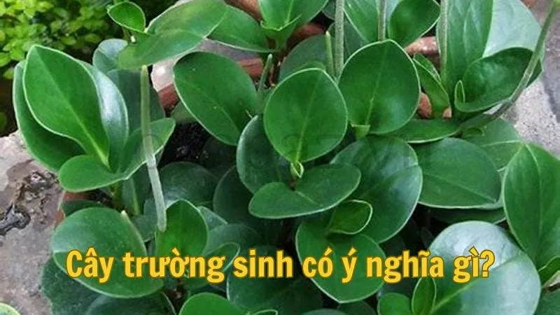 Cây trường sinh có ý nghĩa gì?