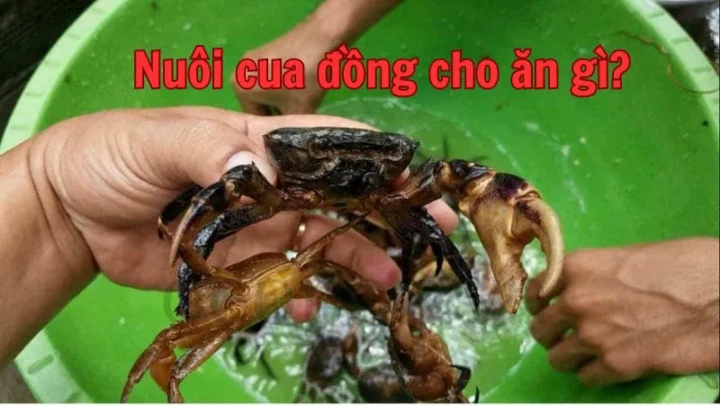 Nuôi cua đồng cho ăn gì?