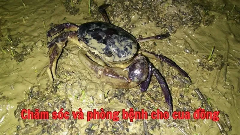 Chăm sóc và phòng bệnh cho cua đồng