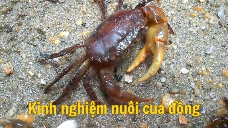 Kinh nghiệm nuôi cua đồng