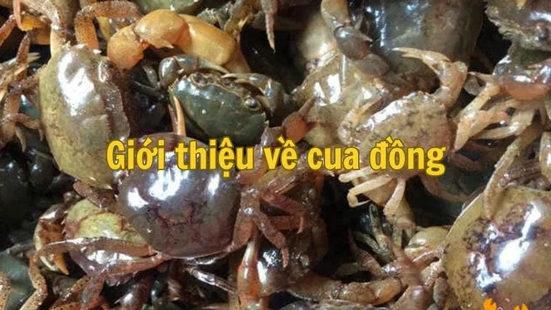Giới thiệu về cua đồng