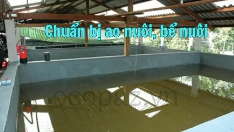 Chuẩn bị ao nuôi, bể nuôi 