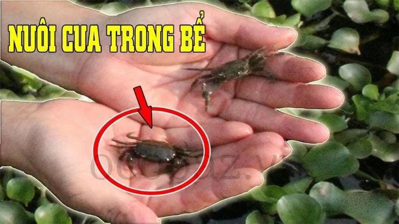 Nuôi cua trong bể