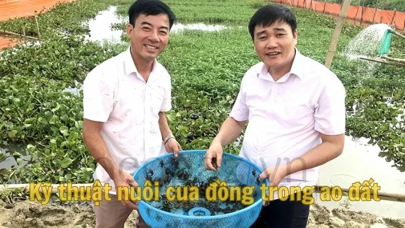 Kỹ thuật nuôi cua đồng trong ao đất